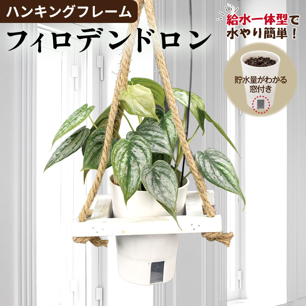 観葉植物 ハンギングフレーム フィロデンドロン 1個