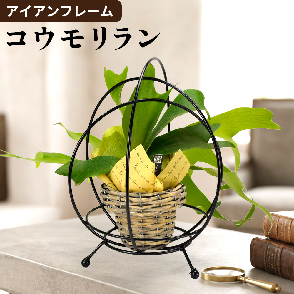 観葉植物 アイアンフレーム コウモリラン 1個