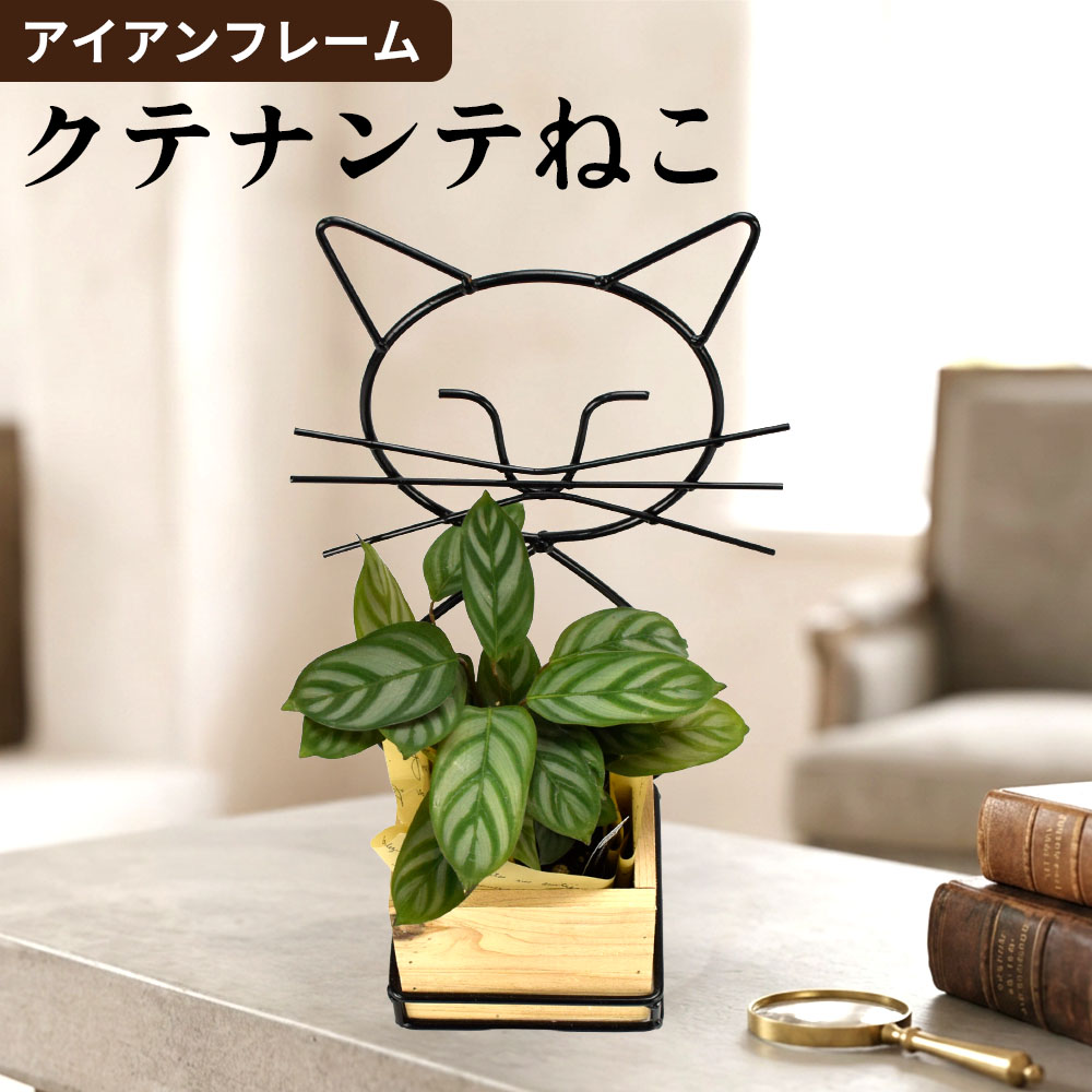 観葉植物 アイアンフレーム クテナンテ（ねこ） 1個