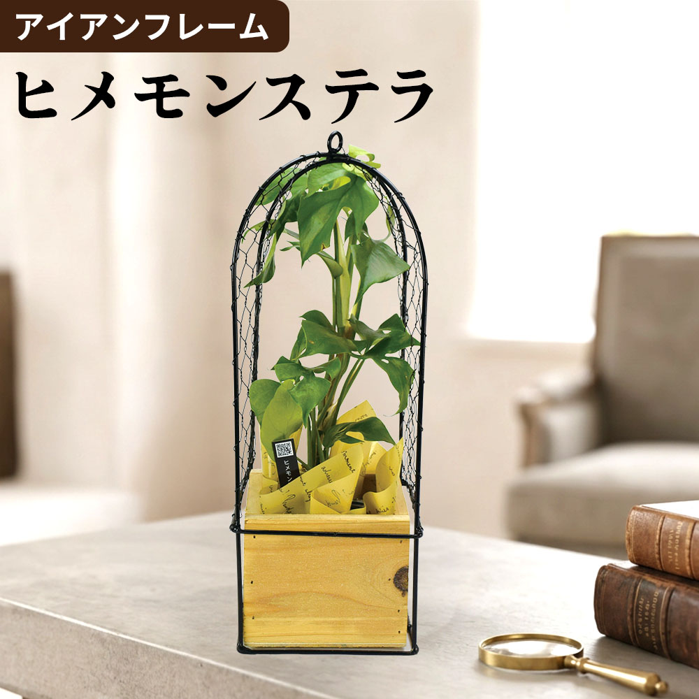 観葉植物 アイアンフレーム ヒメモンステラ 1個