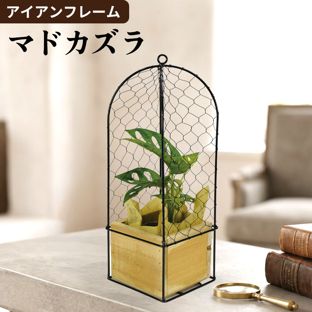 観葉植物 アイアンフレーム マドカズラ 1個