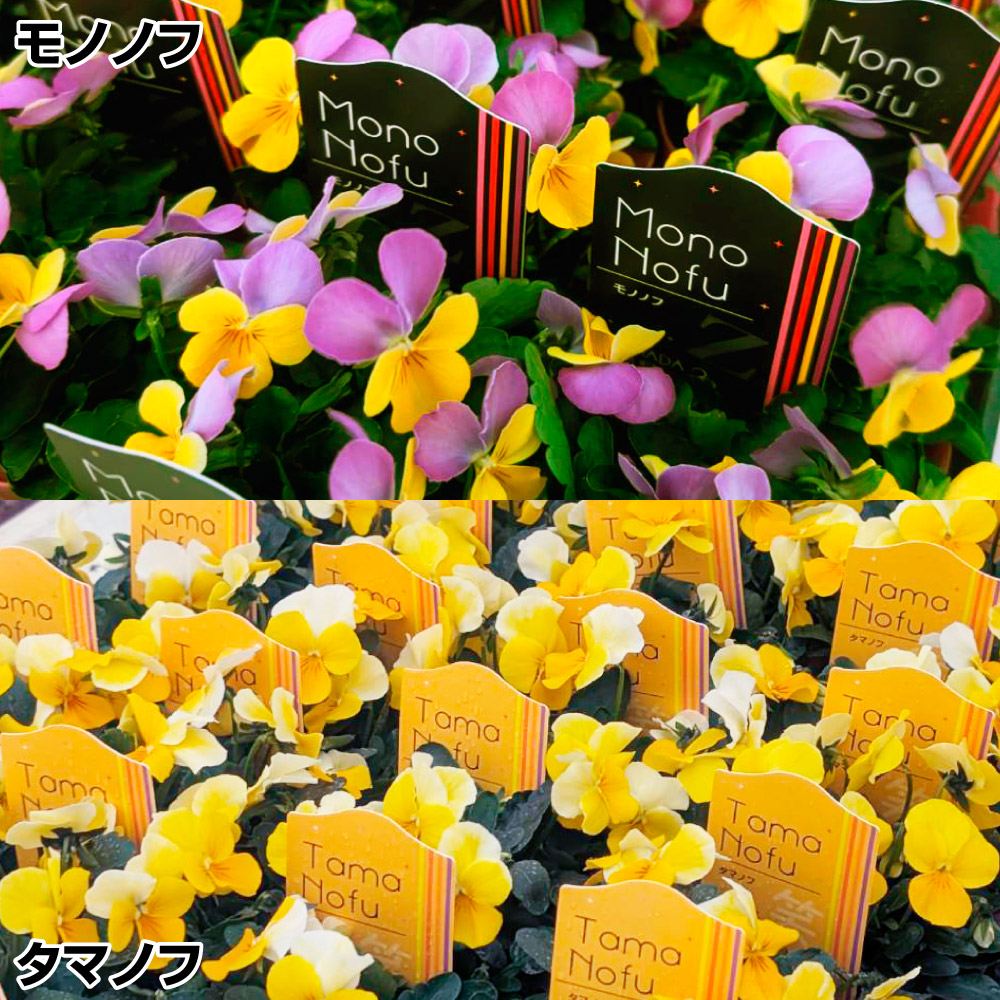 花苗 ビオラ モノノフ＆タマノフセット