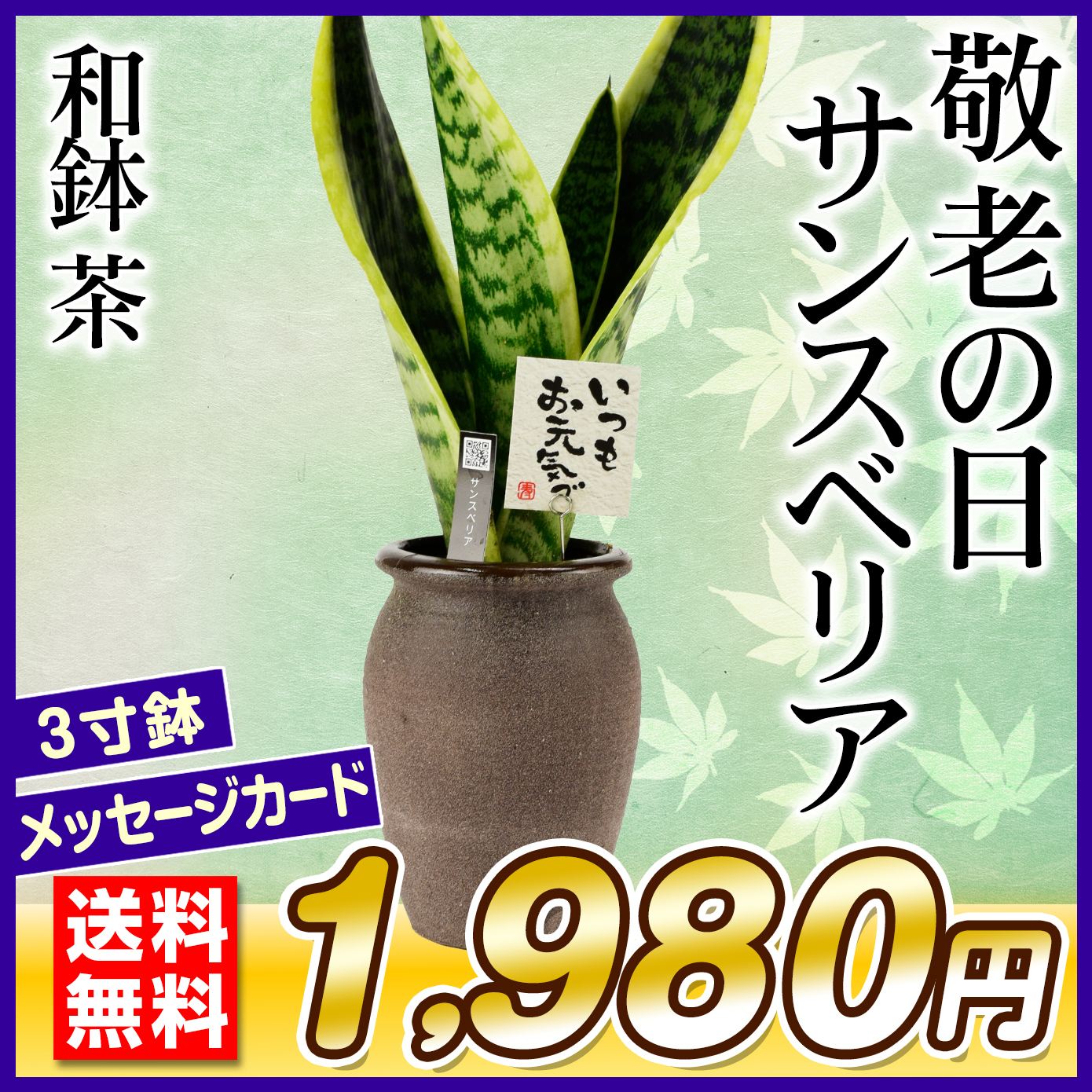 敬老の日 ギフト 観葉植物 サンスベリア 和鉢 茶 1鉢 送料無料