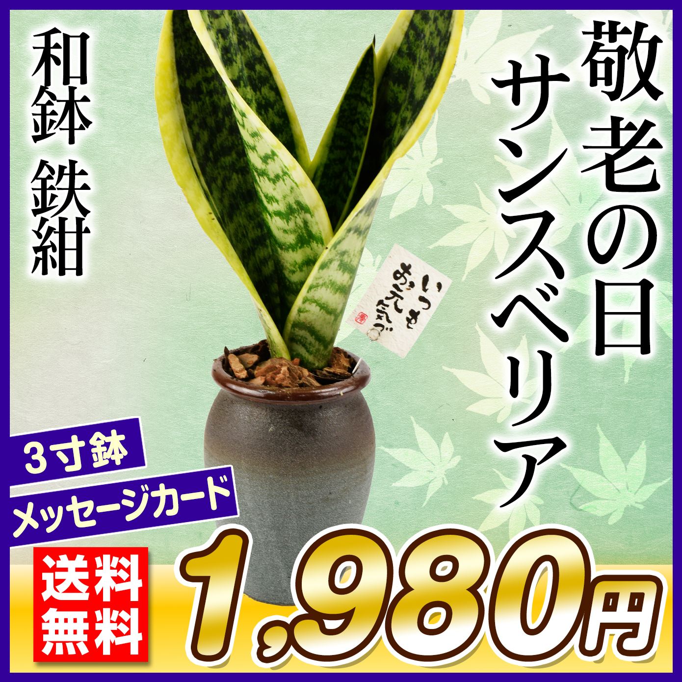 敬老の日 ギフト 観葉植物 サンスベリア 和鉢 鉄紺 1鉢 送料無料