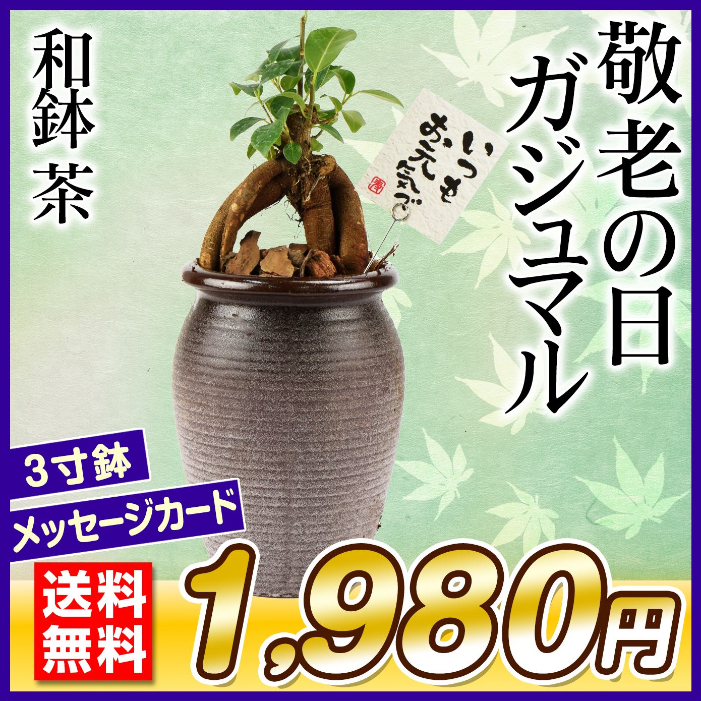 敬老の日 ギフト 観葉植物 ガジュマル 和鉢 茶 1鉢 送料無料
