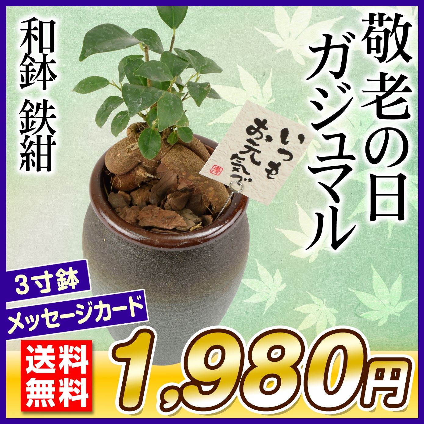 敬老の日 ギフト 観葉植物 ガジュマル 和鉢 鉄紺 1鉢 送料無料