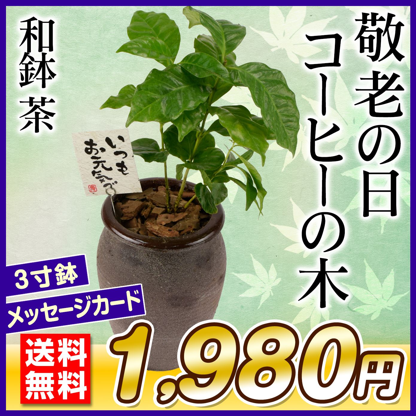 敬老の日 ギフト 観葉植物 コーヒーの木 和鉢 茶 1鉢 送料無料