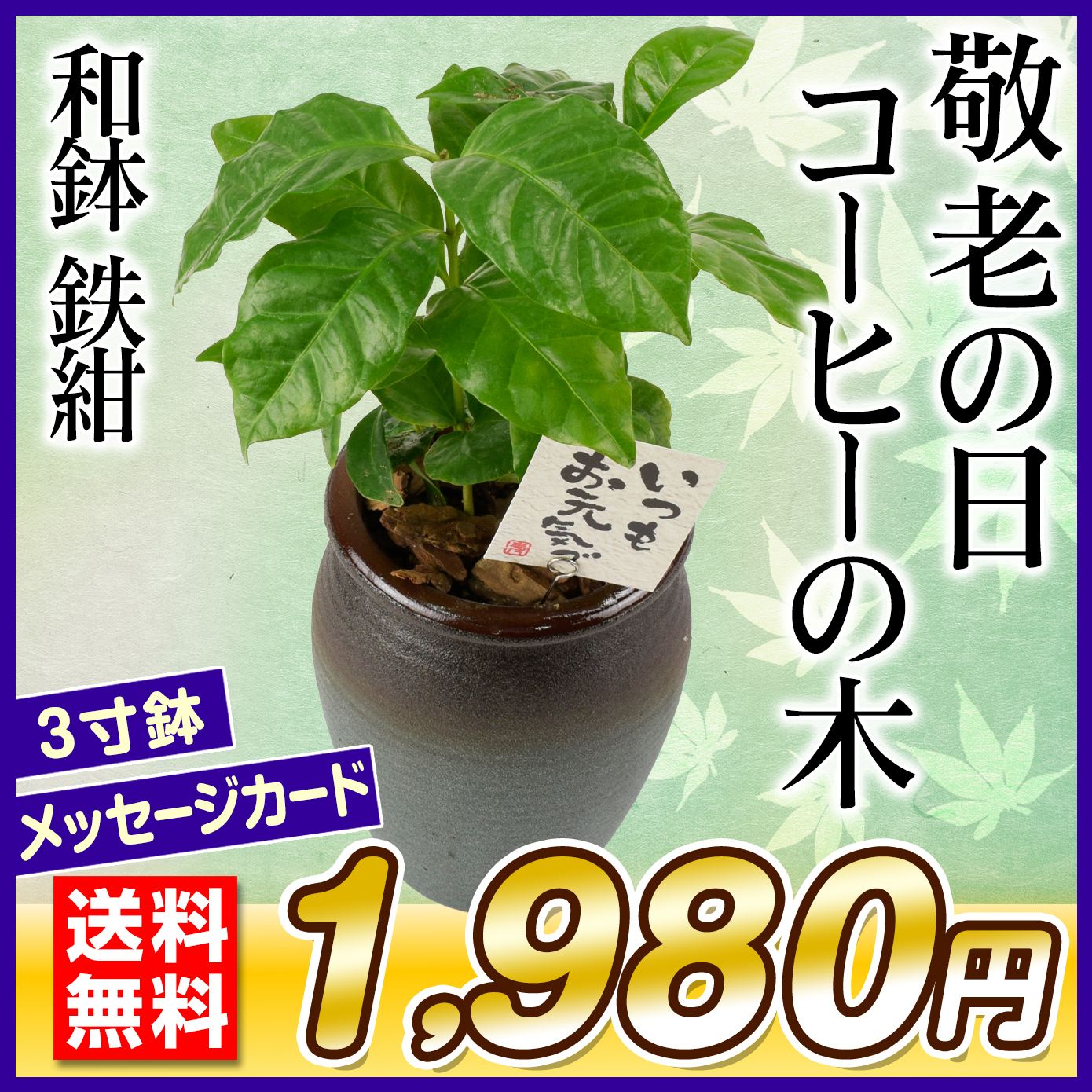 敬老の日 ギフト 観葉植物 コーヒーの木 和鉢 鉄紺 1鉢 送料無料