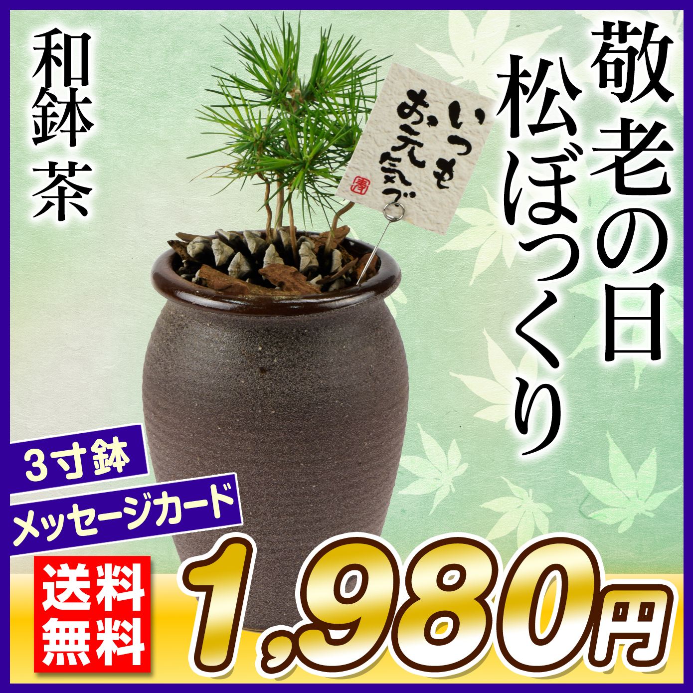 敬老の日 ギフト 観葉植物 松ぼっくり 和鉢 茶 1鉢 送料無料