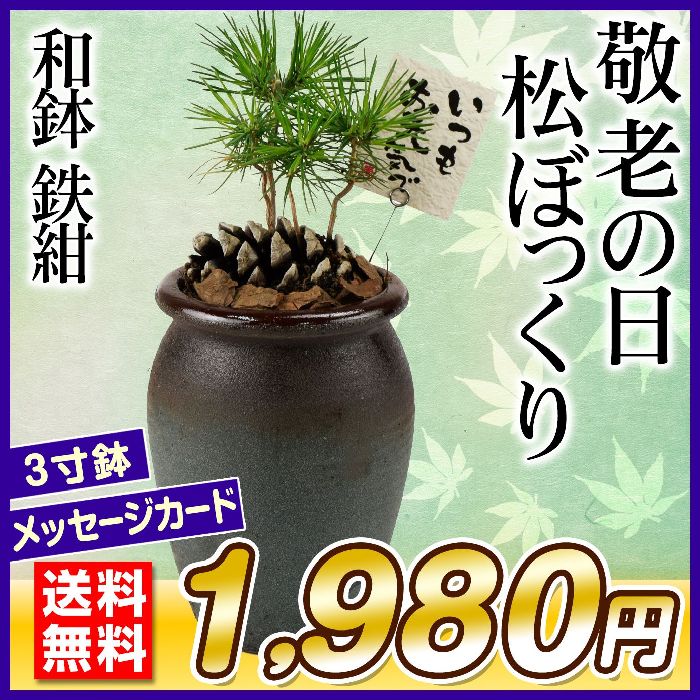 敬老の日 ギフト 観葉植物 松ぼっくり 和鉢 鉄紺 1鉢 送料無料