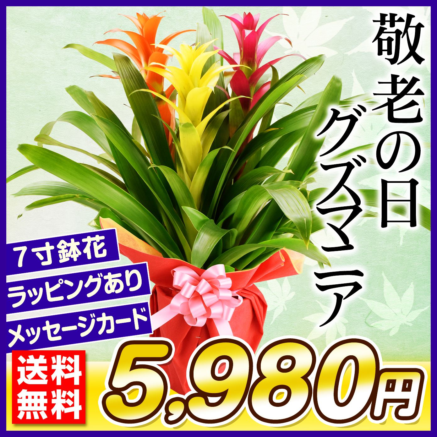 敬老の日 ギフト 観葉植物 グズマニア３本立て 7号鉢 1株 送料無料
