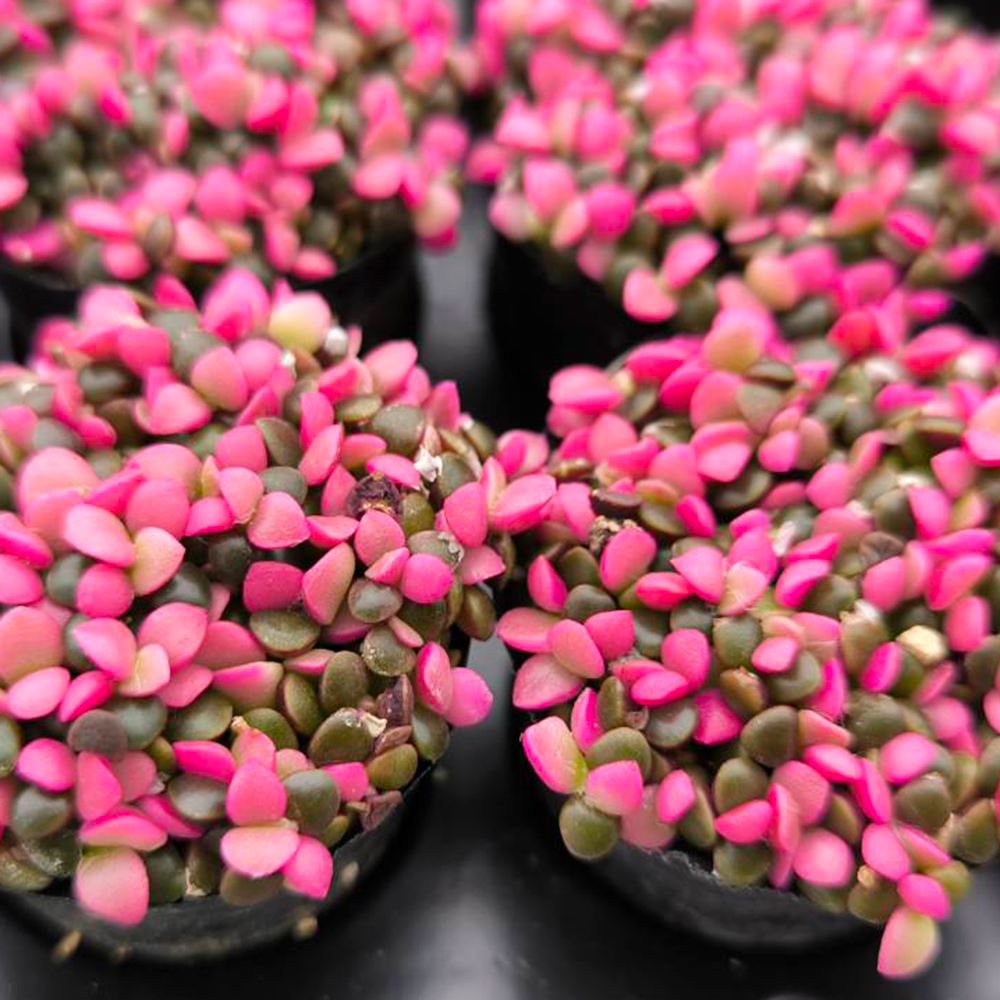 多肉植物 桜吹雪 （アナカンプロセス）