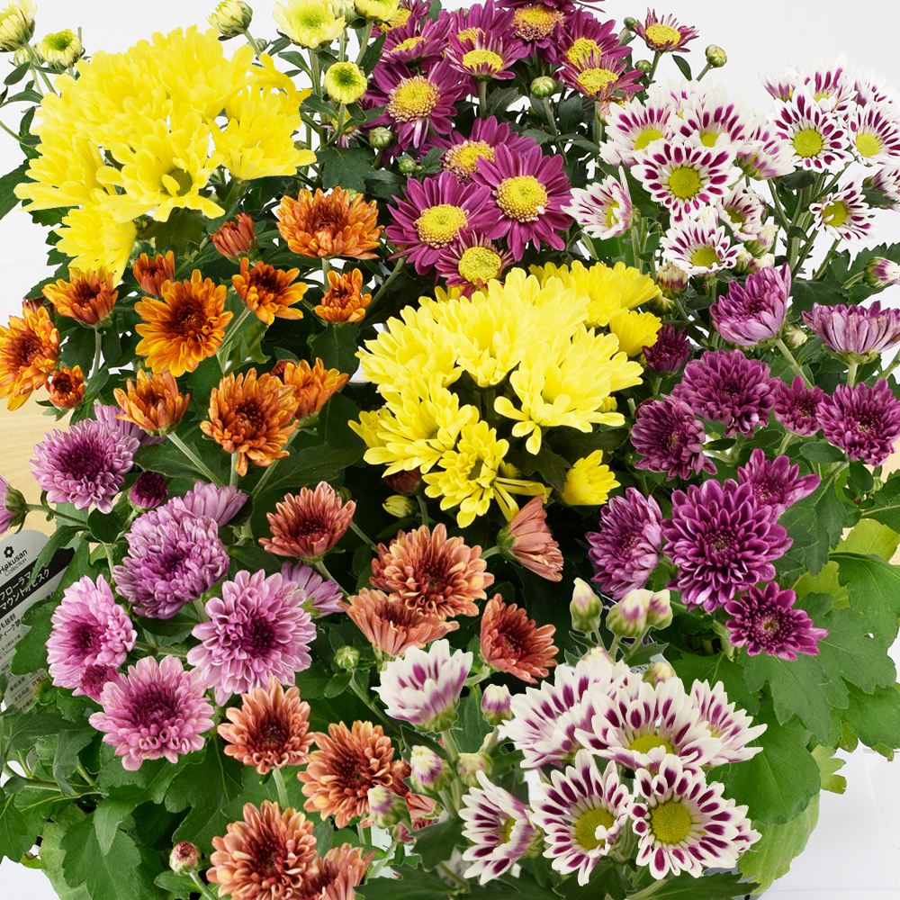 花苗 菊苗おまかせセット 送料込み