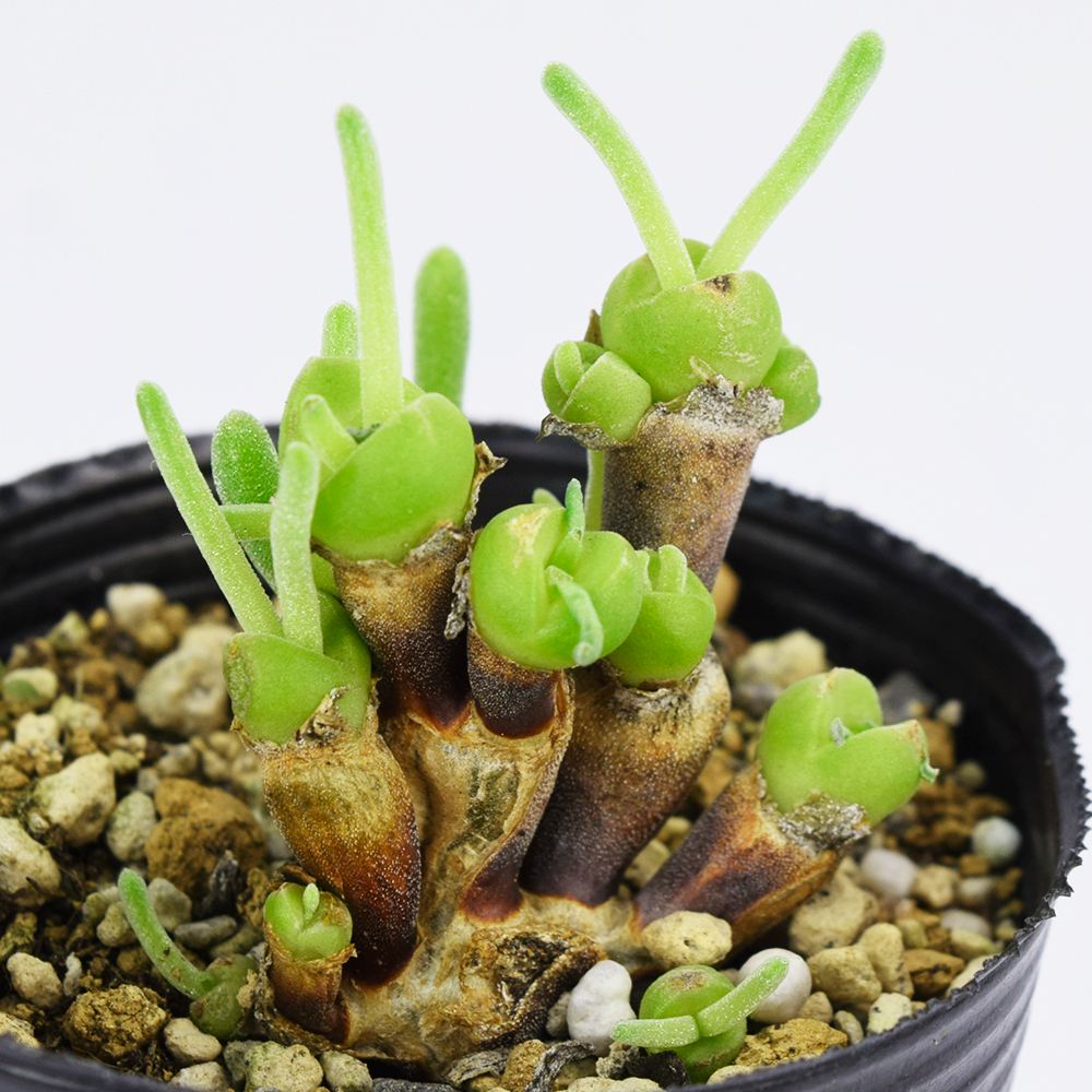 多肉植物 苗 モニラリア モニリフォルメ 2年生苗