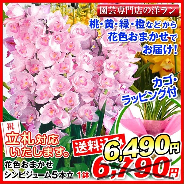 鉢花 ギフト用花色おまかせシンビジューム 5本立ち 1鉢【送料込】