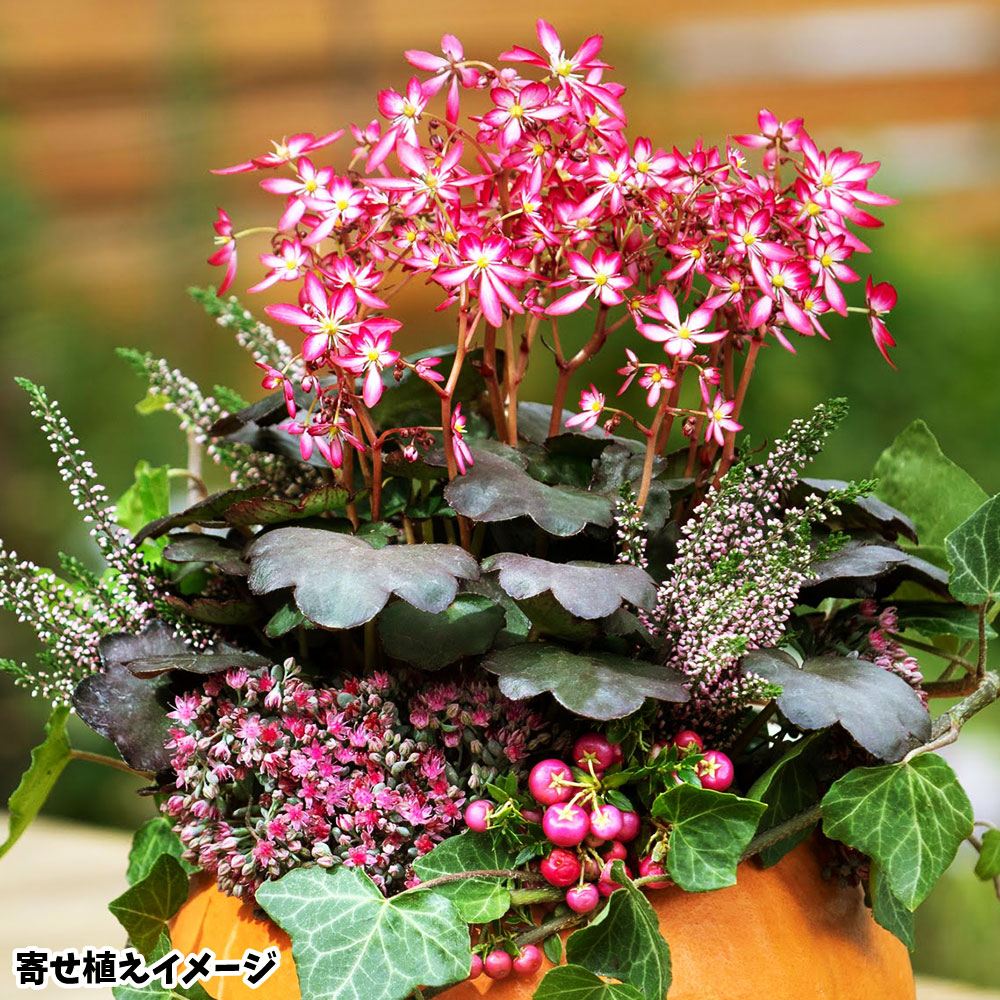 花苗 西洋大文字草 ダンシングピクシー トリナ 1株