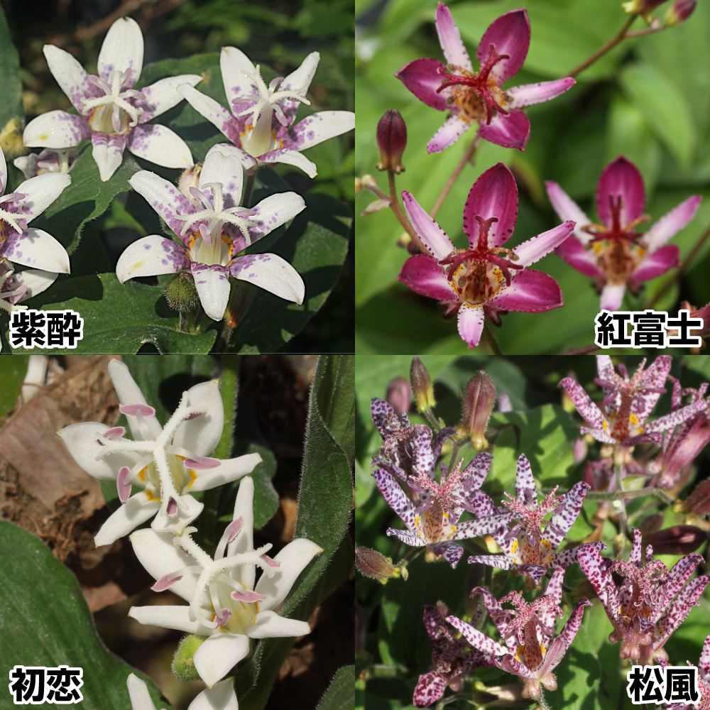 山野草 ホトトギスセット 4種4株