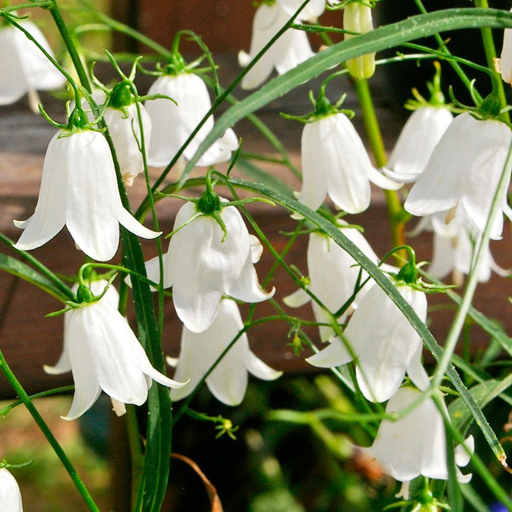 山野草 岩シャジン 白花 1株