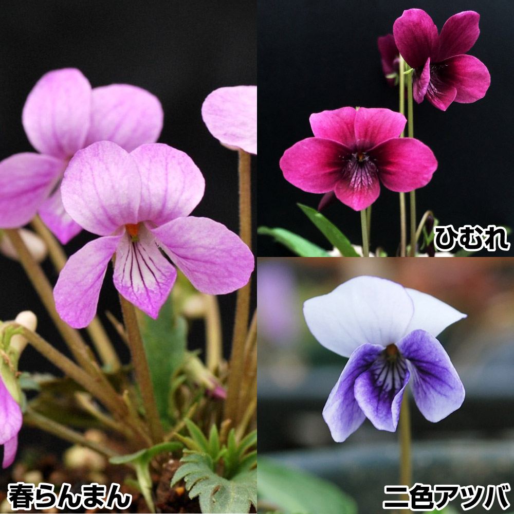 山野草 スミレBセット 3種3株