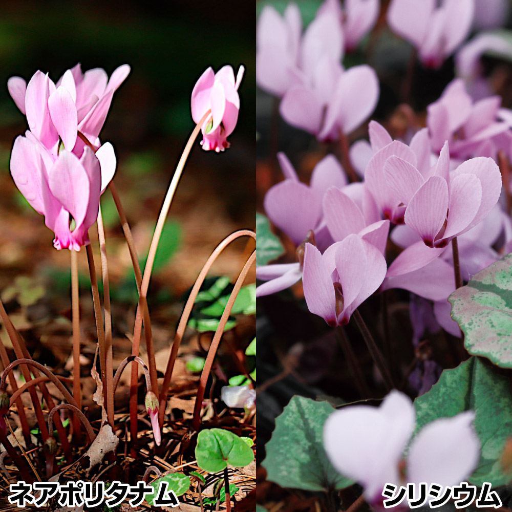 花苗 秋咲シクラメンセット 2種2株