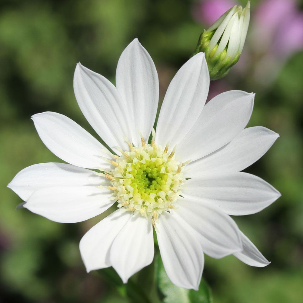 花苗 都忘れ 瀬戸の花嫁 2株