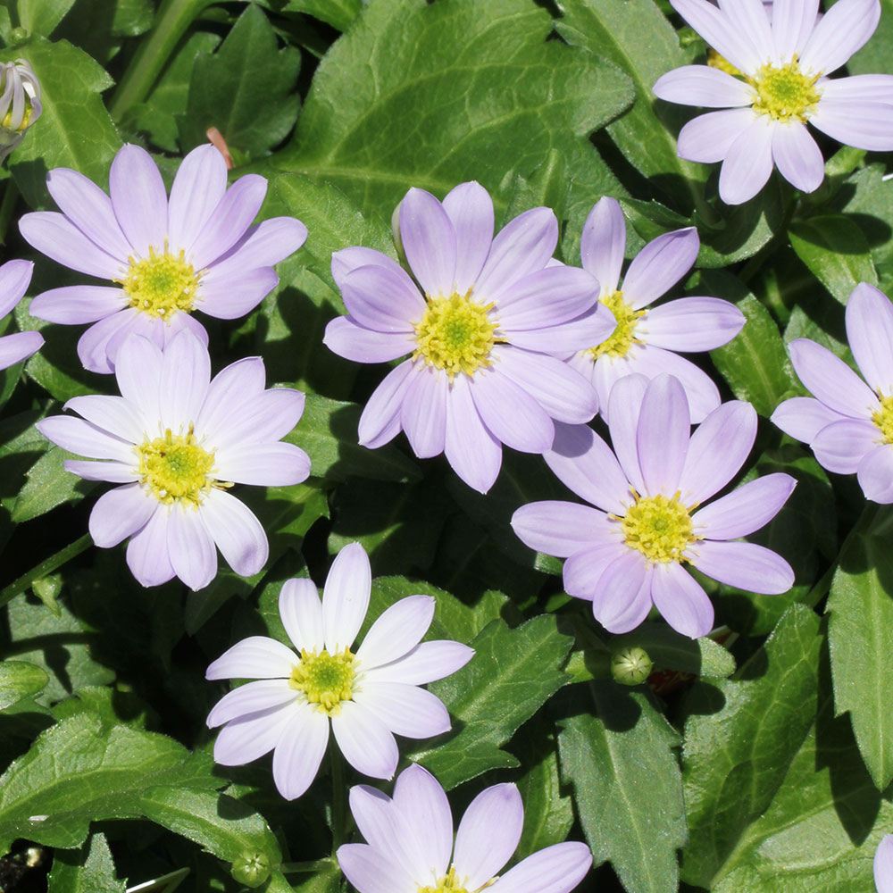 花苗 都忘れ 瀬戸の小波 2株