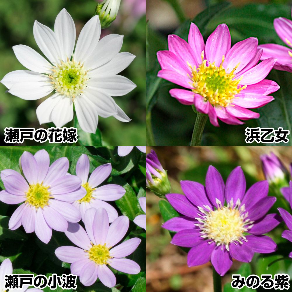 花苗 都忘れセット 4種4株