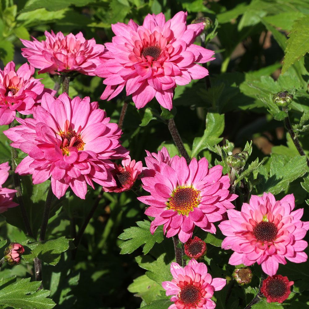 菊苗 小菊 ももか 2株 桃華