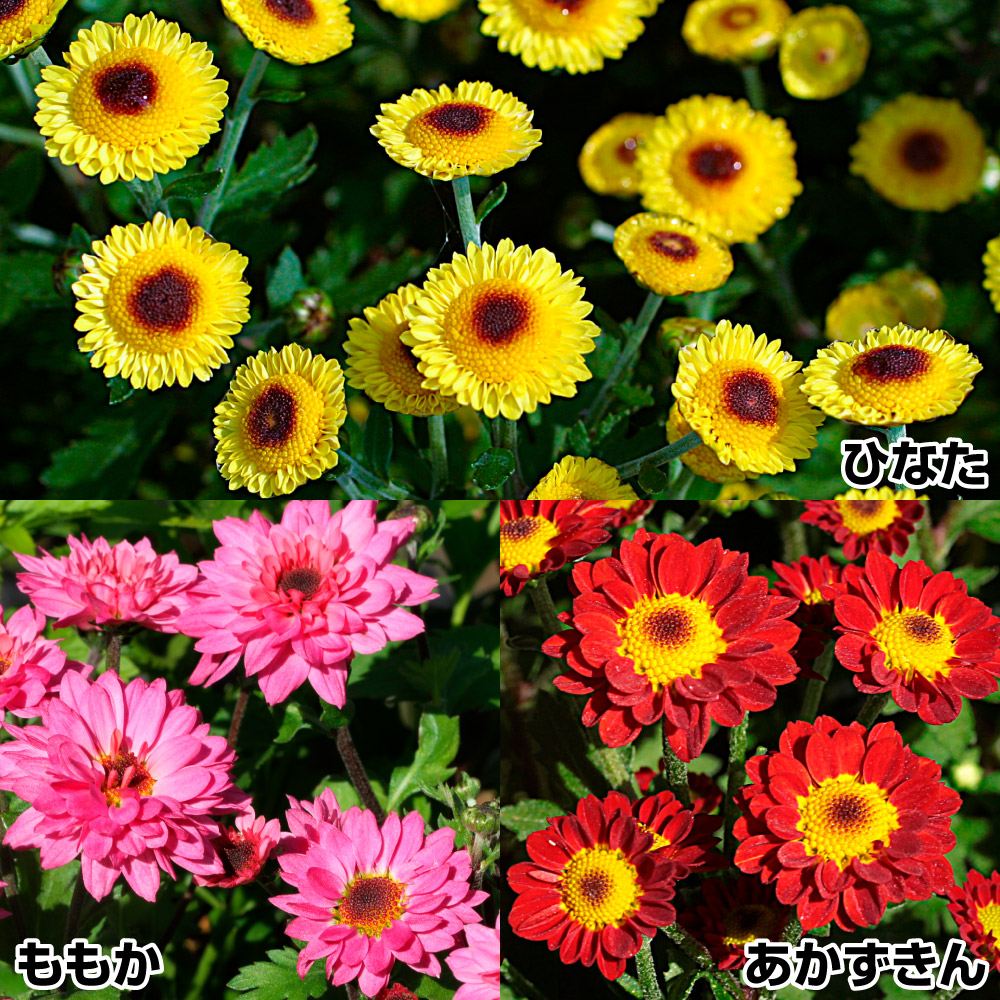 菊苗 小菊セット 3種3株