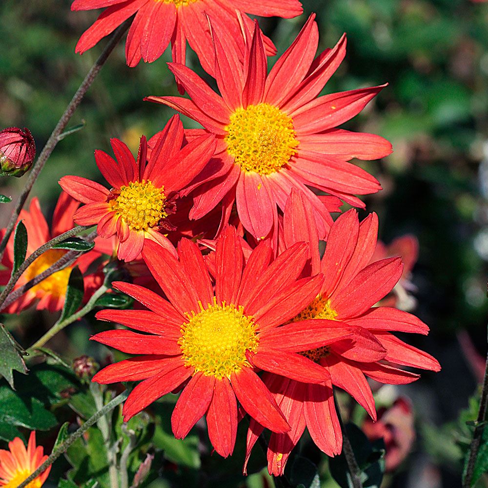 菊苗 朱赤サツマ野菊 2株 紅花薩摩野菊