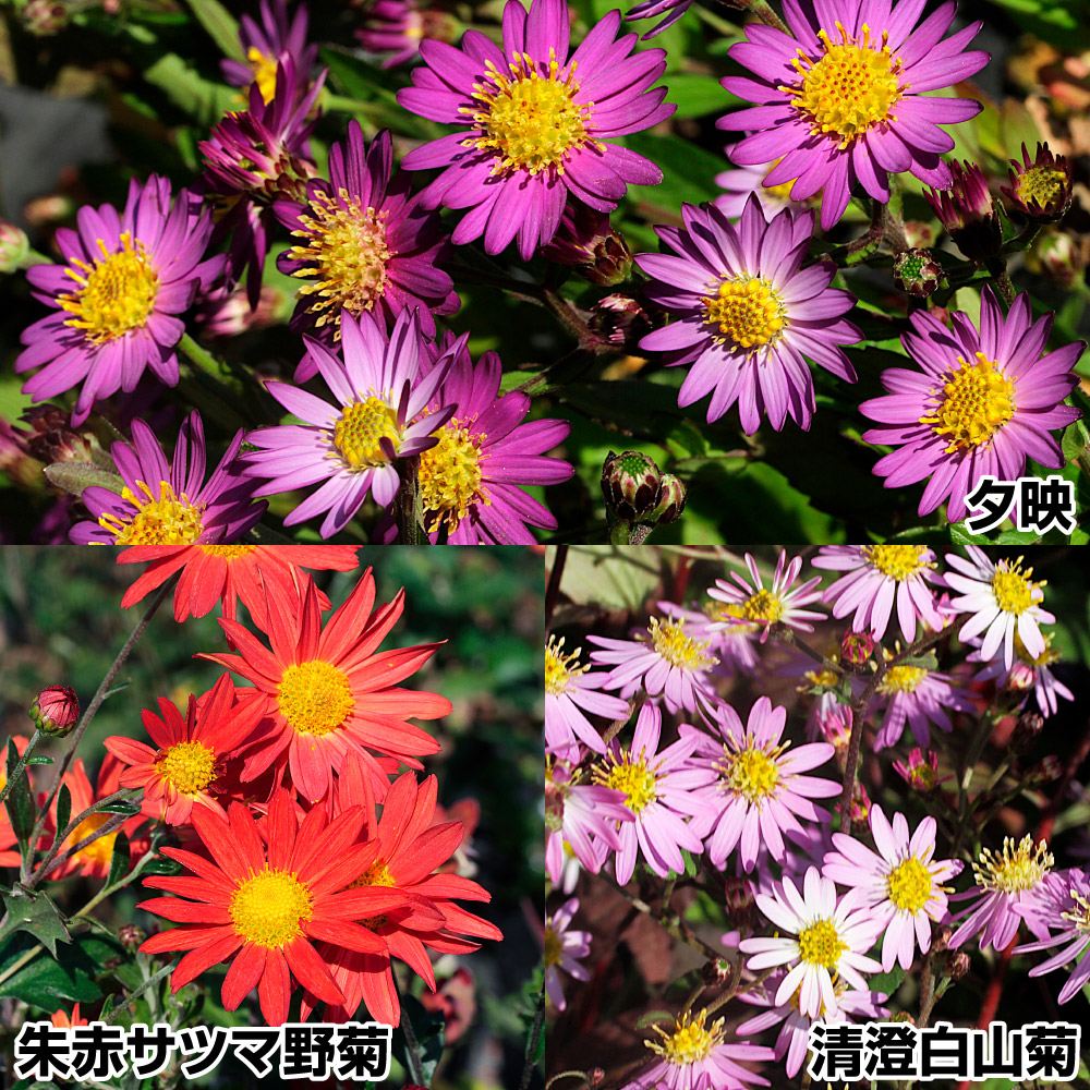 菊苗 野菊セット 3種3株