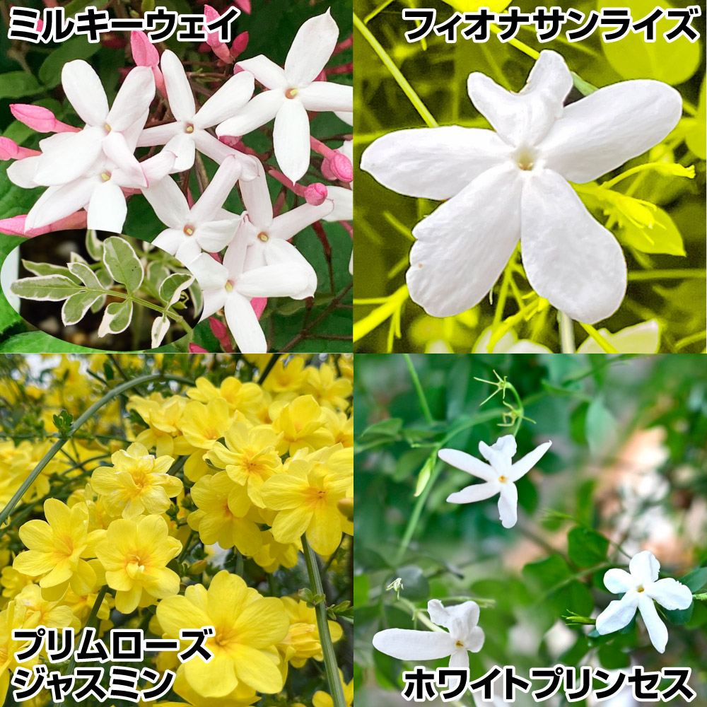 花木 ジャスミンセット 4種4株