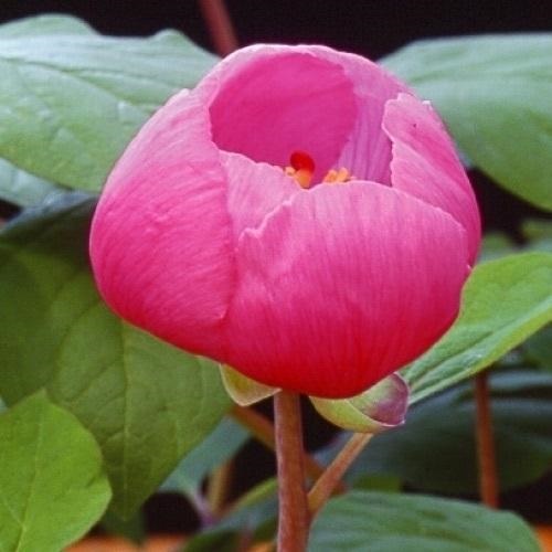 ラン・山野草 山芍薬 炎 1株