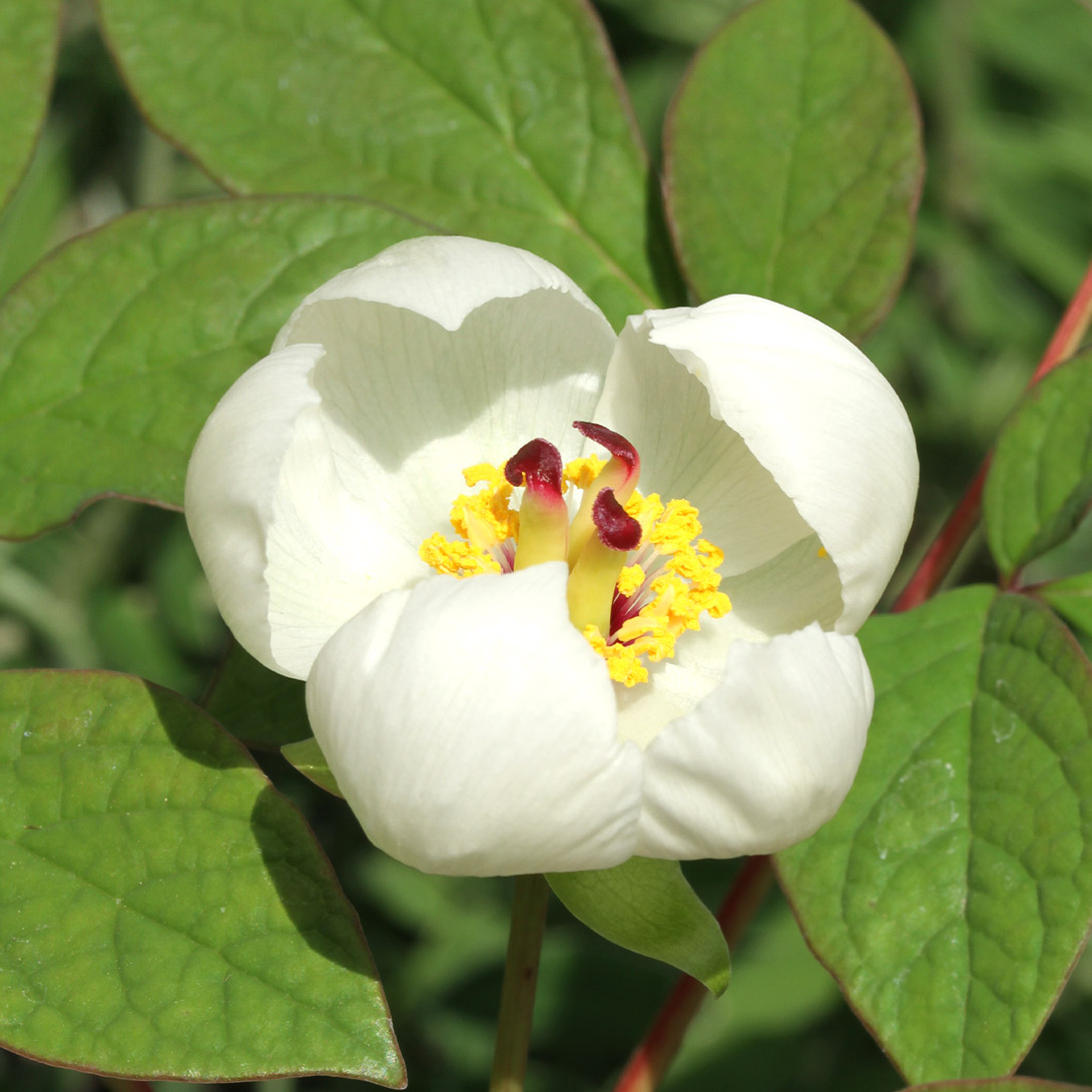 ラン・山野草苗 山芍薬 白 1株