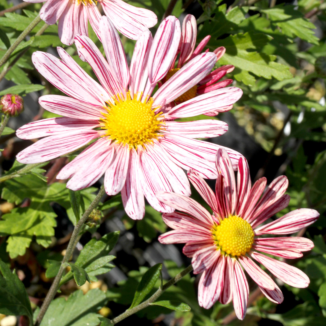 ラン・山野草苗 菊 縁結び 1株