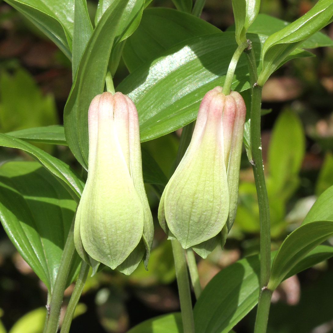 ラン・山野草苗 ホウチャク草 花見団子 2株