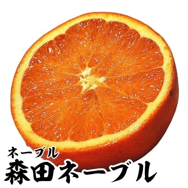 果樹苗 カンキツ 森田ネーブル 1株