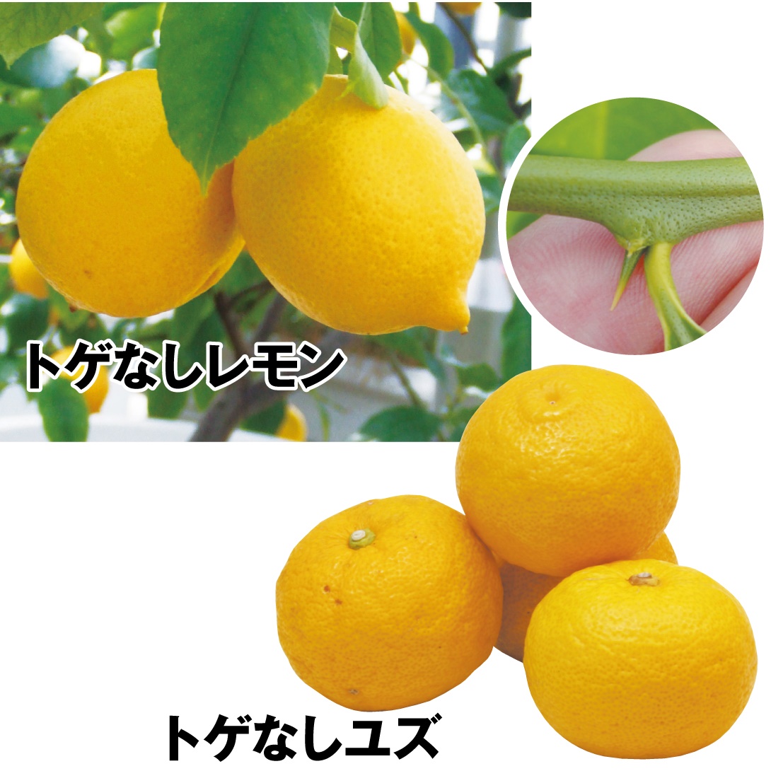 果樹苗 カンキツ トゲなしユズ＆レモン 2種2株