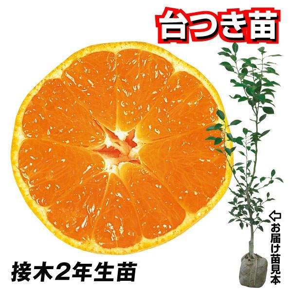 果樹苗 カンキツ 温州みかん 興津早生 台つき苗 1株