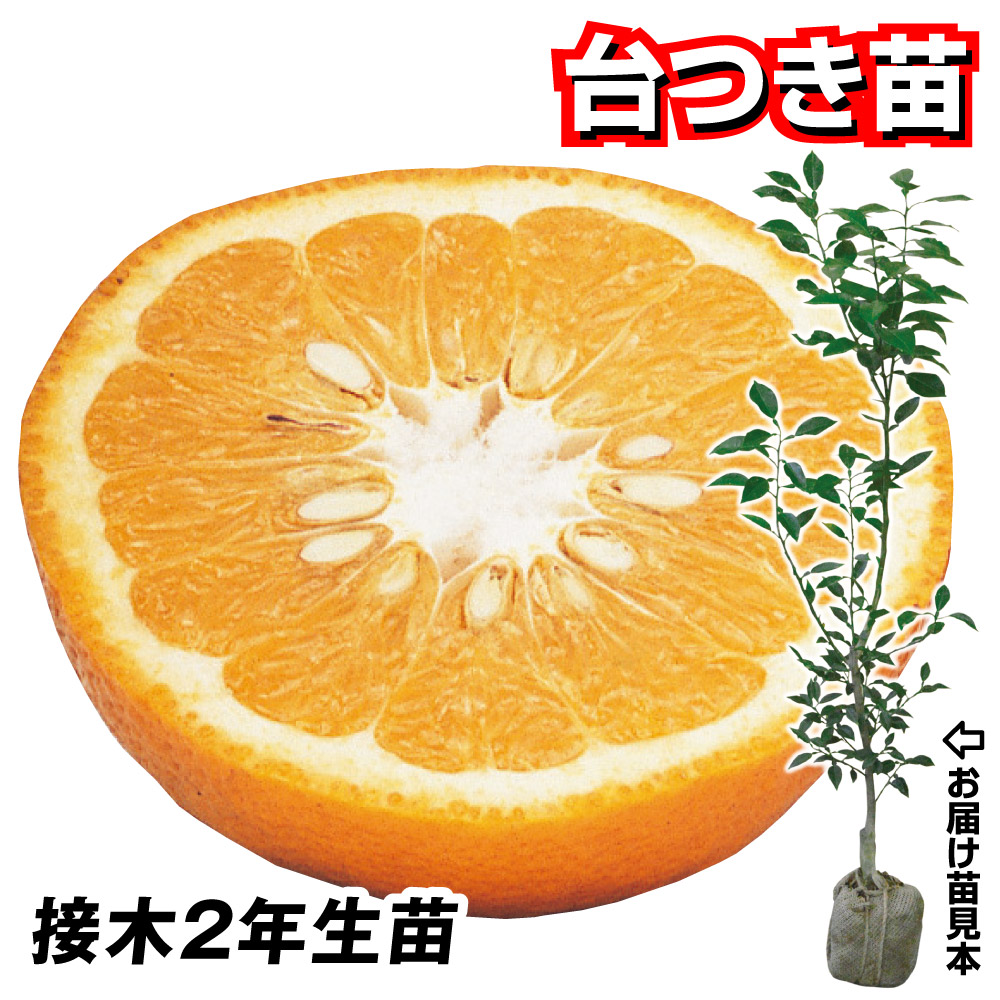 果樹苗 カンキツ 紅八朔 台つき苗 1株