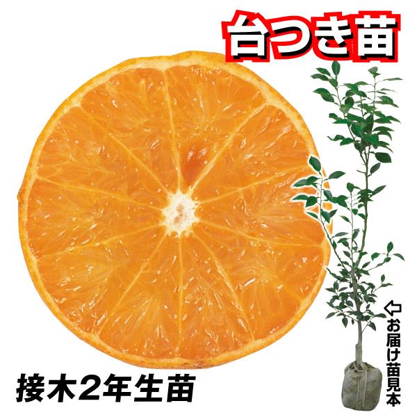 果樹苗 カンキツ タンカン垂水1号 台つき苗 1株