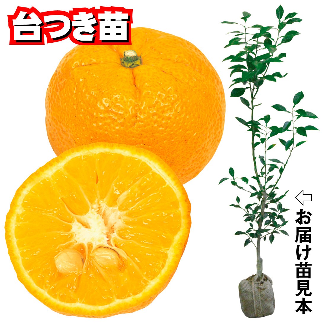 果樹苗 カンキツ じゃばら 台つき苗 1株