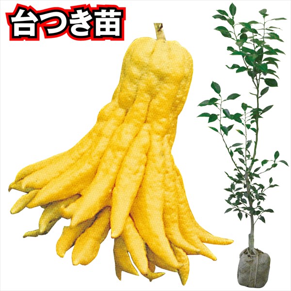 果樹苗 カンキツ 仏手柑 台つき苗 1株