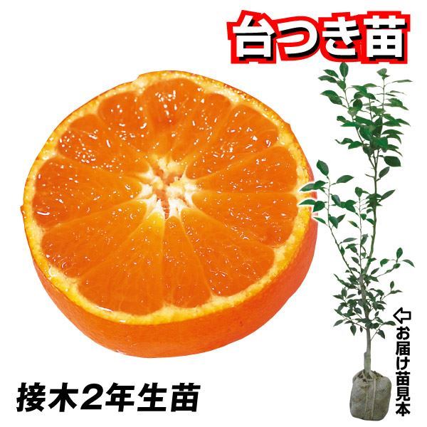 果樹苗 カンキツ はれひめPVP 台つき苗 1株