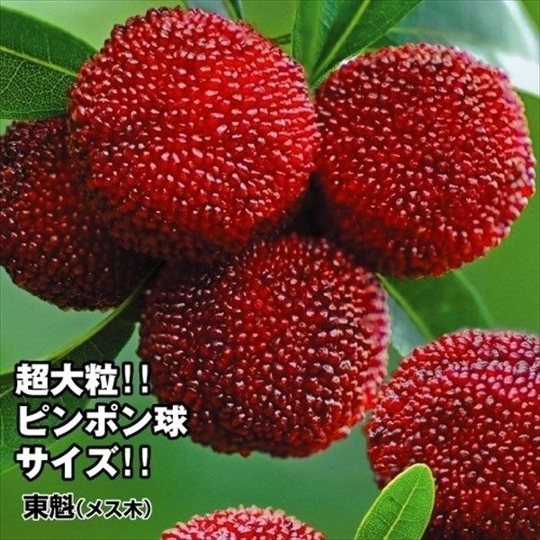 果樹苗 ヤマモモ 東魁 (メス木)