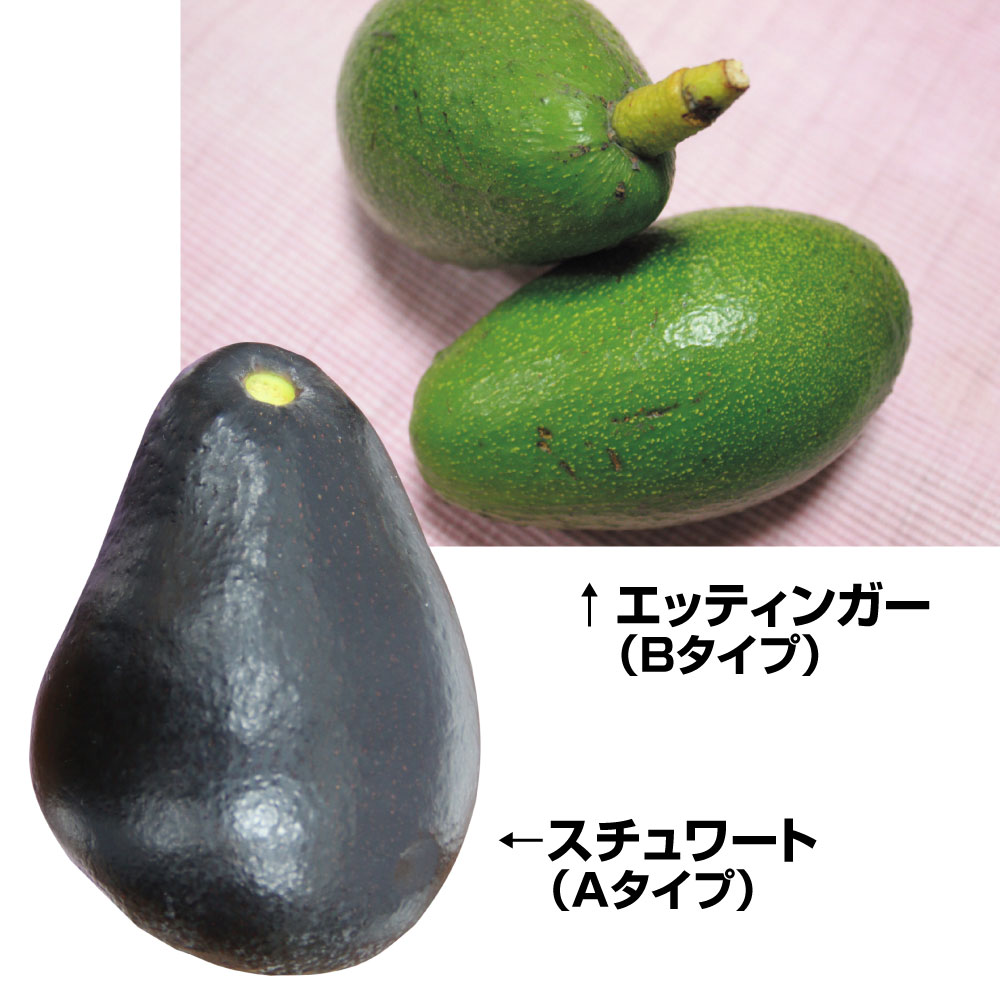 果樹苗 アボカド 寒さに強いアボカドCセット 2種2株