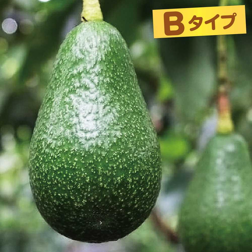 果樹苗 アボカド エドラノール Bタイプ 1株