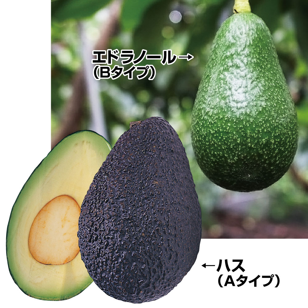 果樹苗 アボカド 豊産性アボカドセット 2種2株