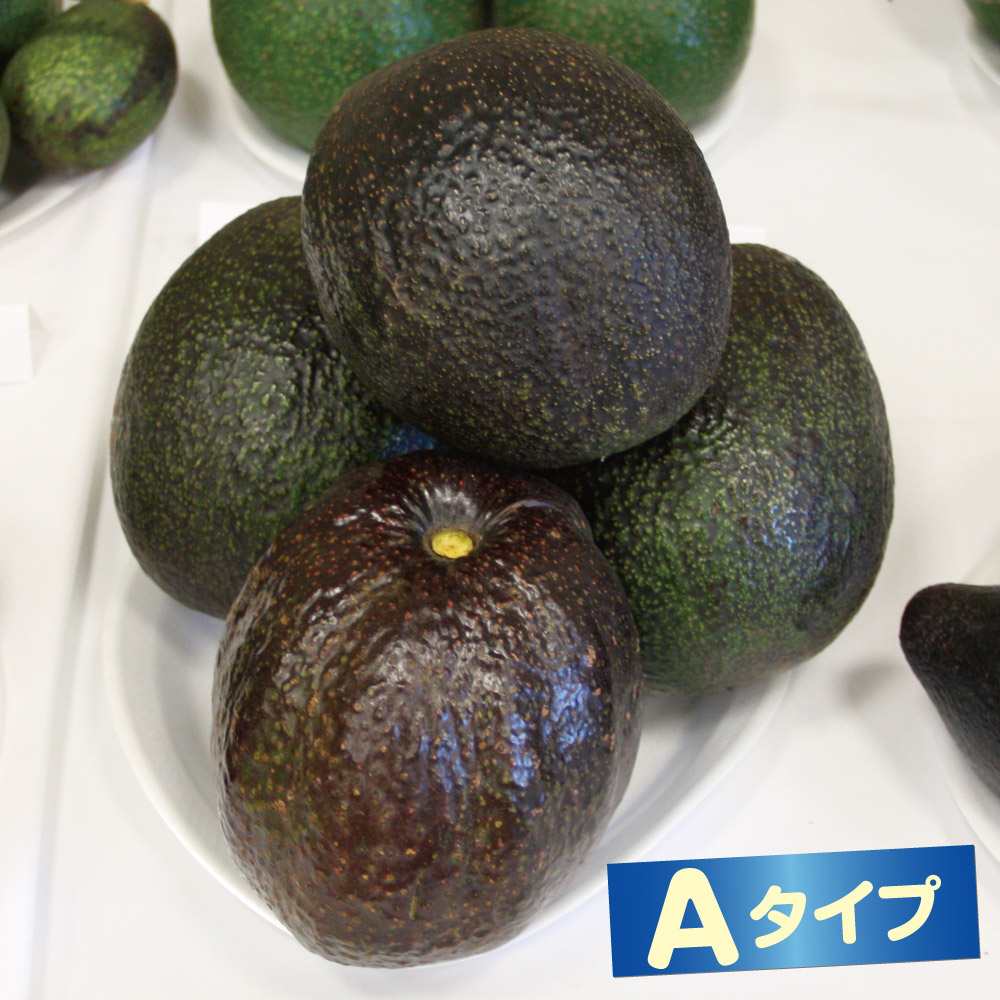 果樹苗 アボカド リンダ Aタイプ 1株