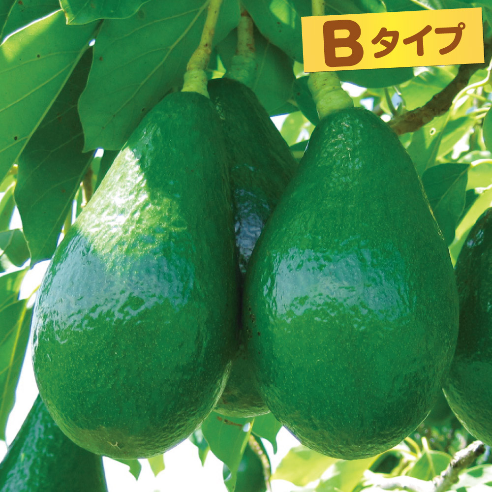 果樹苗 アボカド ロレッタ Bタイプ 1株